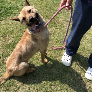 元気でなつこい　かつお君4歳　去勢済み16キロ