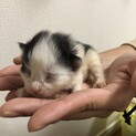 生後2週間未満の赤ちゃんです（保護しました）