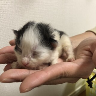 生後2週間未満の赤ちゃんです（保護しました）