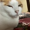 コバヤシ777