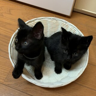 募集一時停止・黒猫チビズは幸運の鍵しっぽ兄弟
