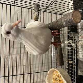 ジュズカケバト　銀バト2匹の里親募集