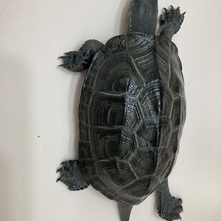 人懐っこい亀ちゃんです。