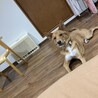 の写真