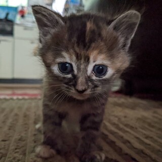 里親募集中です！！