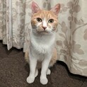 【ネネ】おかげさまで里親様が決まりました。