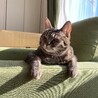 日向ぼっこはー