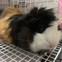 アビシニアンの里親募集
