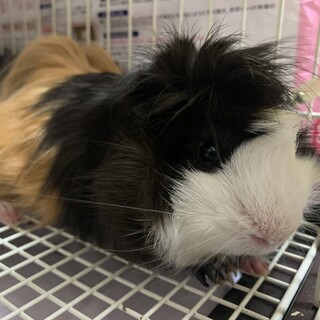 アビシニアンの里親募集