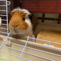 クレステッドの里親募集