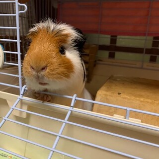 クレステッドの里親募集