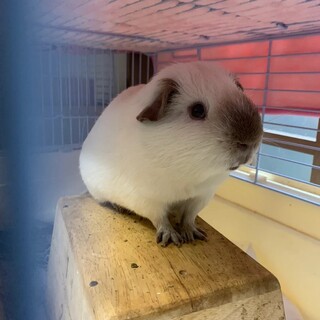 ロシアンの里親募集