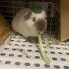 ロシアンの里親募集 サムネイル2