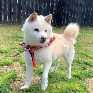 <こと>柴犬のおばあちゃん（譲渡決定！）