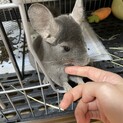 チンチラバイオレットの2歳の女の子です