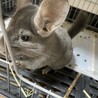チンチラバイオレットの2歳の女の子です サムネイル2