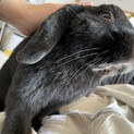 ホーランドロップのうさぎさんです
