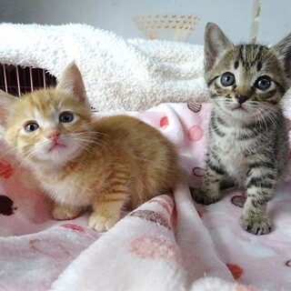 生後１か月の仲良し兄妹