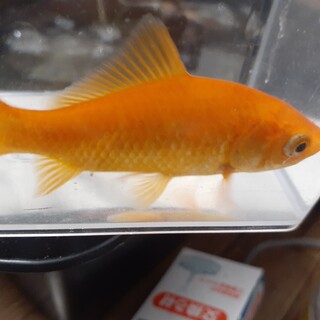 金魚の譲渡です