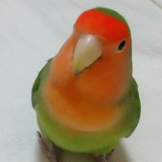 ありがとうございました。