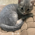 6匹仲良し兄妹です