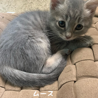 6匹仲良し兄妹です