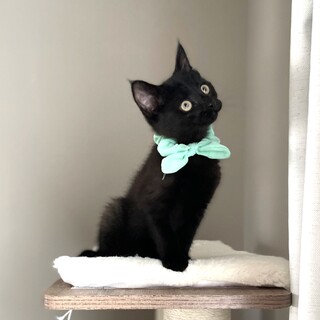 決定しましたm(._.)m