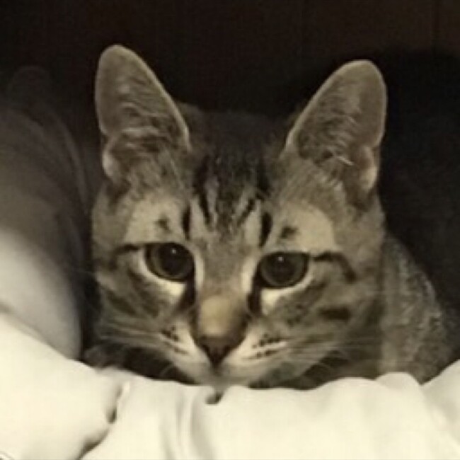 もみじかののカバー写真