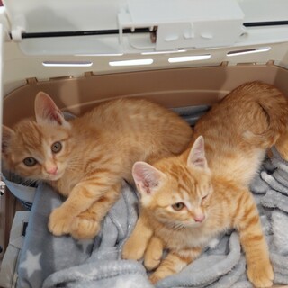 仲良し兄弟でお探しの方へ動画有り