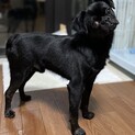 交渉中　珍しいプチ•ブラバンソンの人懐っこいウニ君