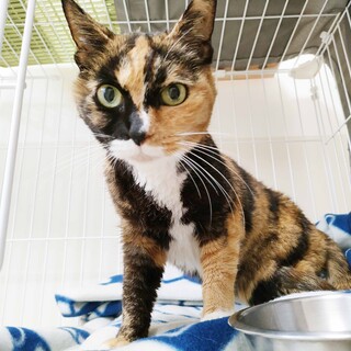 美人で朗らかな９歳の三毛猫さん