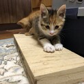 おてんば三毛猫マーブルちゃん