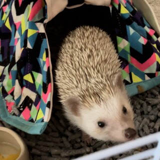 ハリネズミ女の子 里親募集します