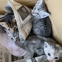 里親さんを募集しております。