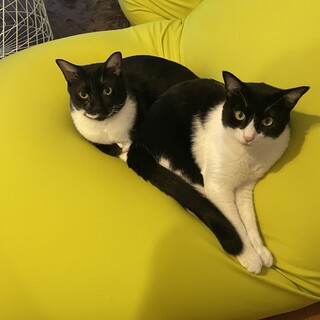 子供がアレルギーになり里親募集してます。