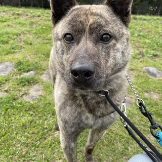 推定2019年生まれ 推定甲斐犬♂しまじろう