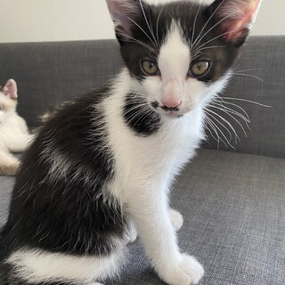 生後11週間！ハチワレ♂イケメンくん