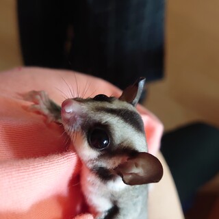 一時募集を中止します。フクロモモンガ の里親募集