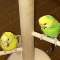 里親様、決定いたしました！