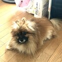 10歳のポメラニアンとパピヨンのミックス犬です