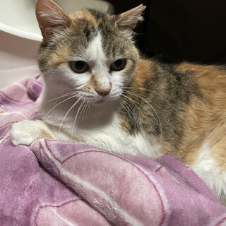 優しい里親さんと出会えました♡ミーちゃん