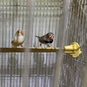キンカチョウの子ども里親募集中！