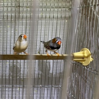 キンカチョウの子ども里親募集中！