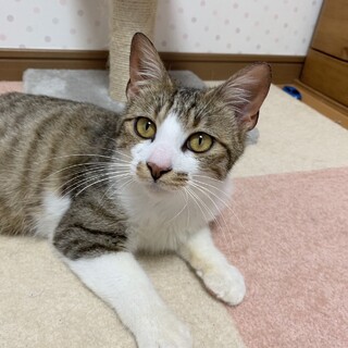 おかげさまで素敵な里親さんが見つかりました♡むぎ君