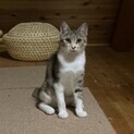 野良猫親子を保護しました。