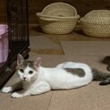 野良猫親子を保護しました。