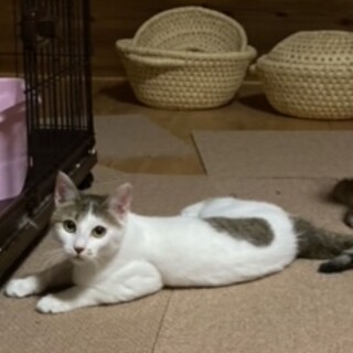 野良猫親子を保護しました。