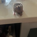ゴールデンハムスター