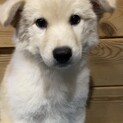 こむぎちゃんのずっとの家族を探しています