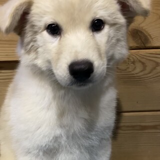 こむぎちゃんのずっとの家族を探しています